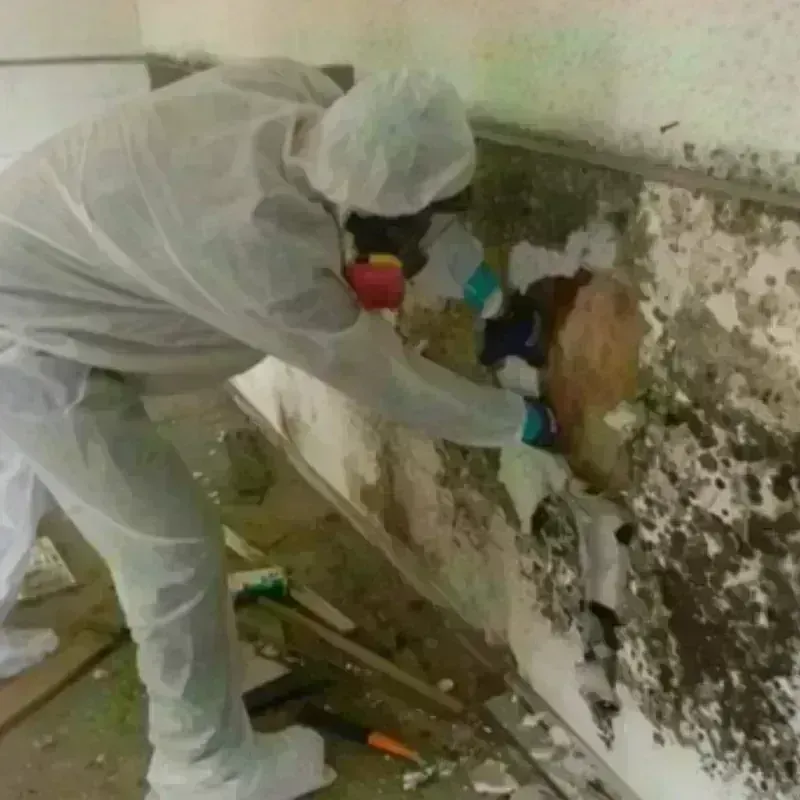 Mold Remediation and Removal in Grand Prairie, TX